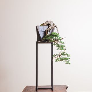 The art of the bonsai on show at Elvis Presley’s home in LA