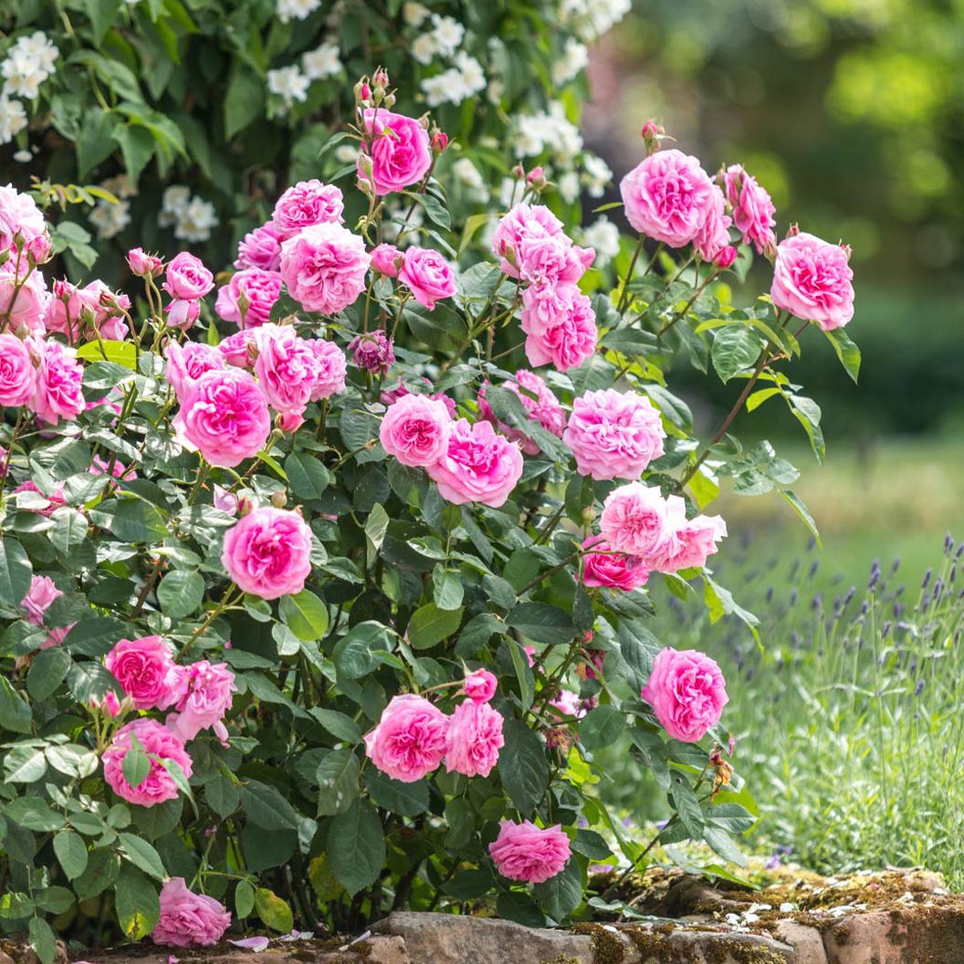 David Austin&amp;reg; Gertrude Jekyll&amp;reg; Rose Shrub
