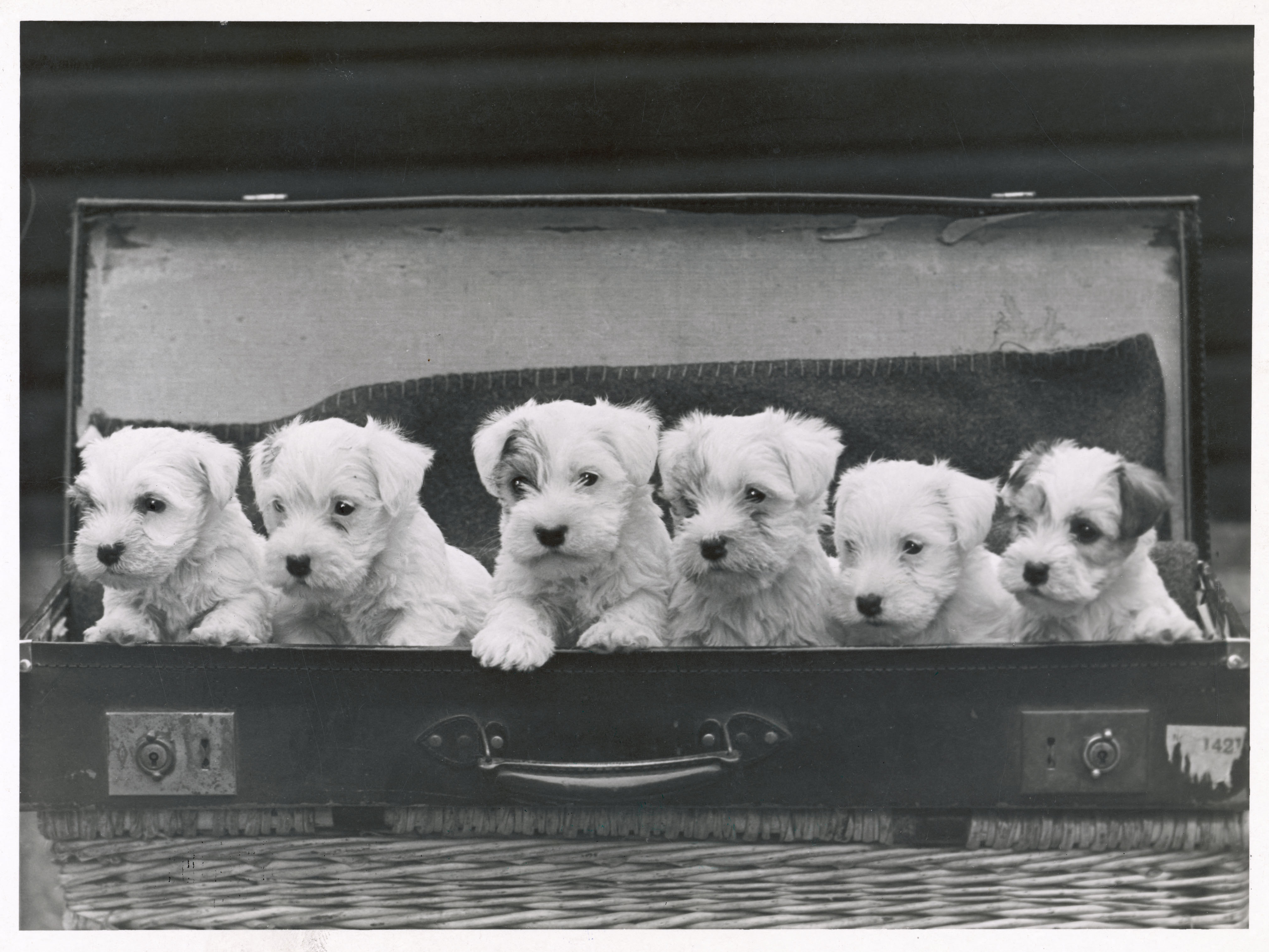 Pack of Sealyham terrier puppies in an open briefcase