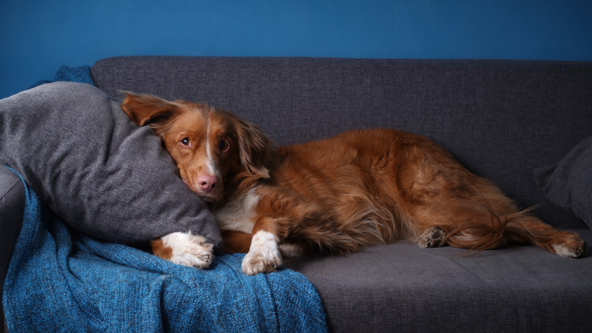 Nova Scotia Duck Tolling Retriever
