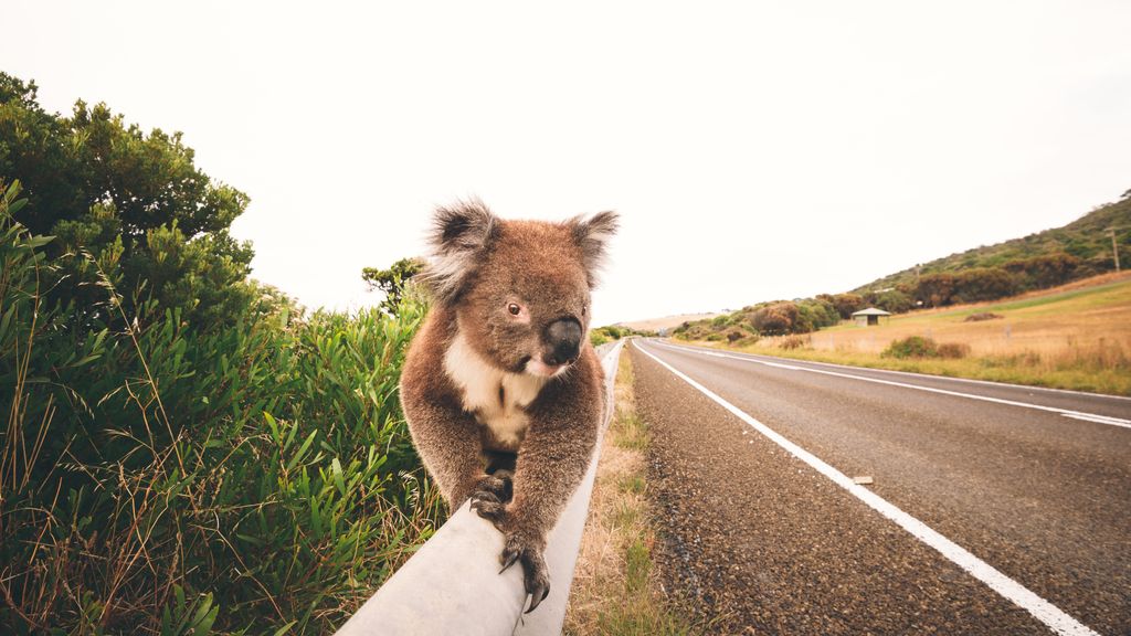 Koalas are both endangered and so plentiful they're causing problems