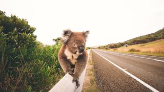 a koala walking along the side of a highway with a road on the right and vegetation on the left