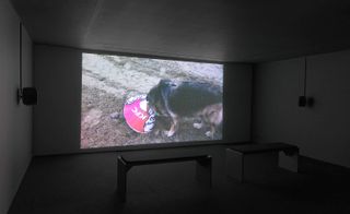White darkened room, grey floor, two stool seats centre, projection screen on the wall of a German shepherd type dog with a KFC bucket on its head, stood on sandy ground