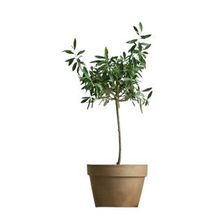 An olive tree with a brown pot