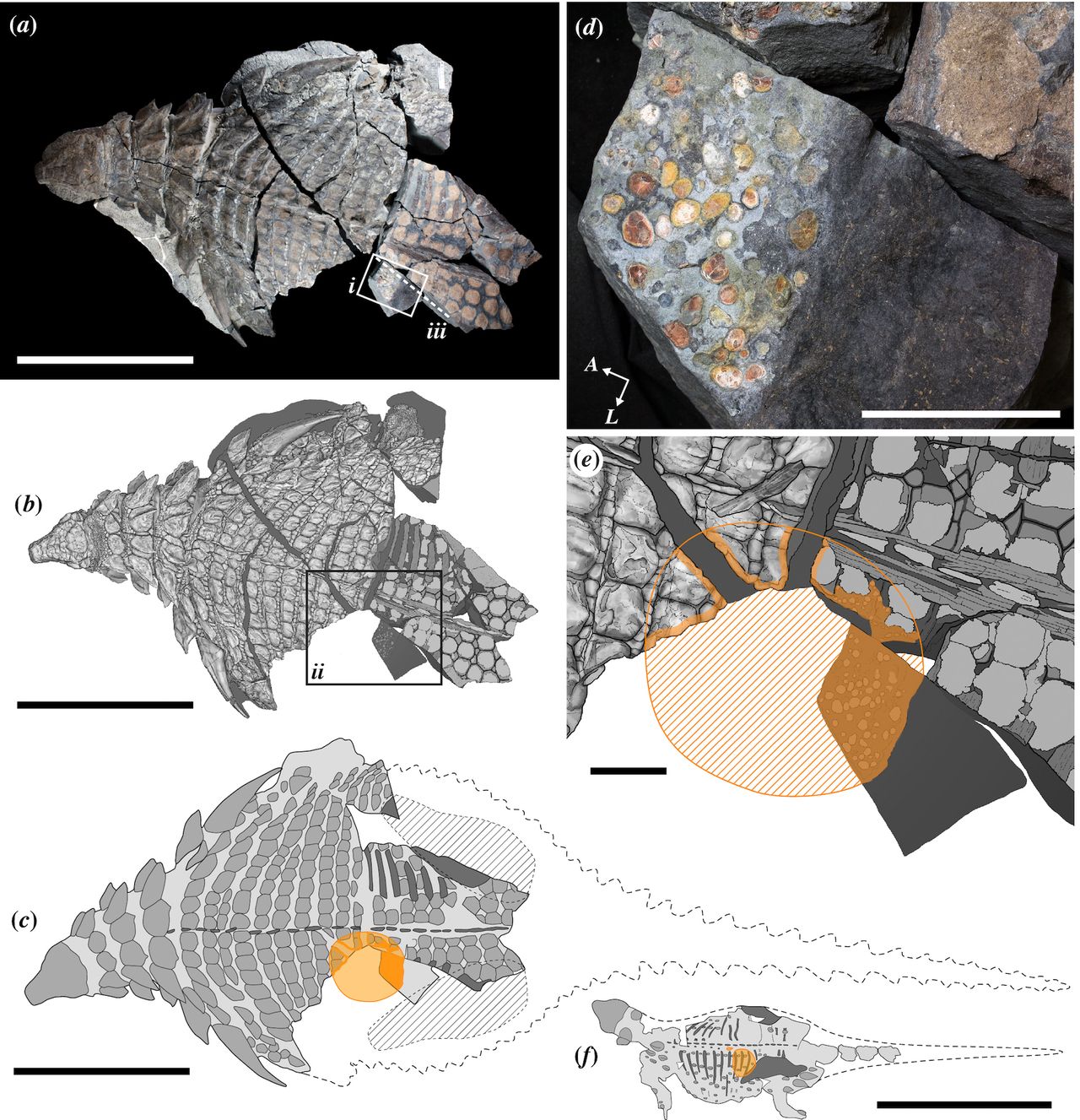 The location of the fossilized stomach contents found within the dinosaur. Section "d" shows a close up of the abdominal mass.