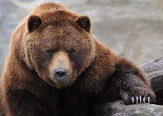 Grizzly Bear with claws