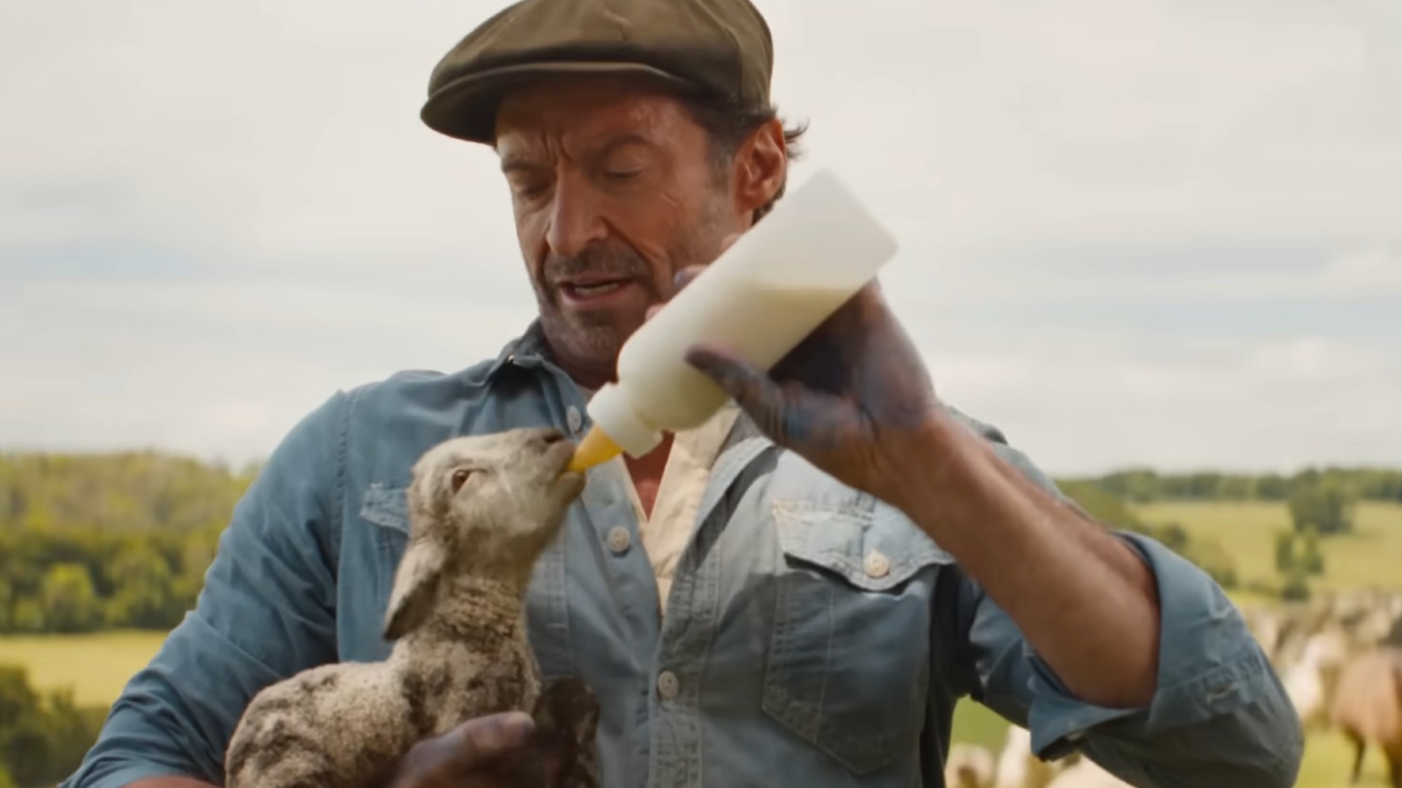 Hugh Jackman feeding the winter sheep.