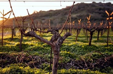 Vines at Dominus Estate in Napa Valley