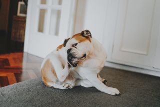 dog scratching itself on carpet