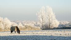 Cold-weather-alamy-BXF8K3-1.jpg