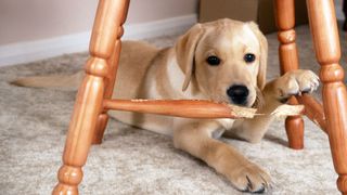 Labrador chewing wooden chair