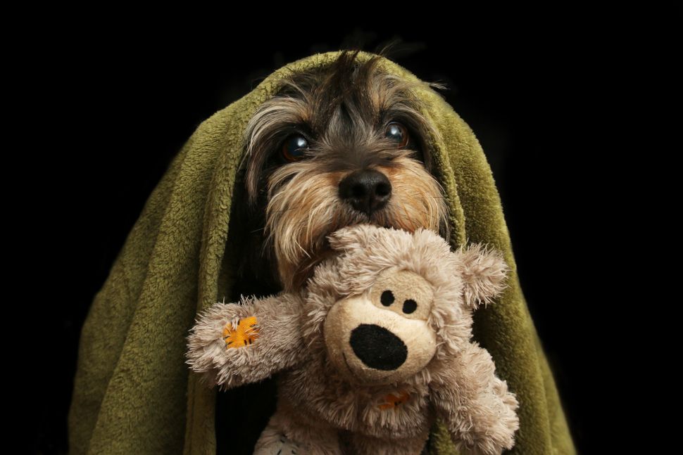 'I Love Dogs Because&hellip;' category winner: Mariah Mobley, USA