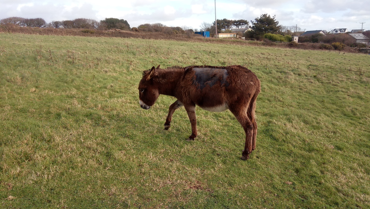 Lily-at-time-of-rescue-The-Donkey-Sanctuary.jpg