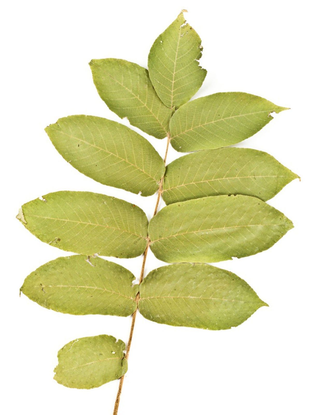 White Walnut Tree Leaves