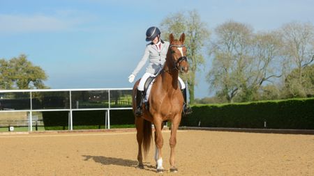 A dressage rider saluting the judge at an immobile, square halt