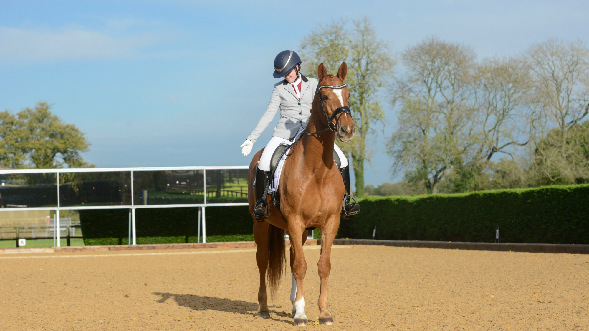 A dressage rider saluting the judge at an immobile, square halt