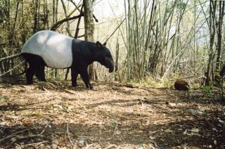 Malayan Tapir in rainforest