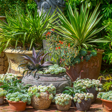 An arrangement of Terracotta pots in an English garden, planted with succulent plants - stock photo