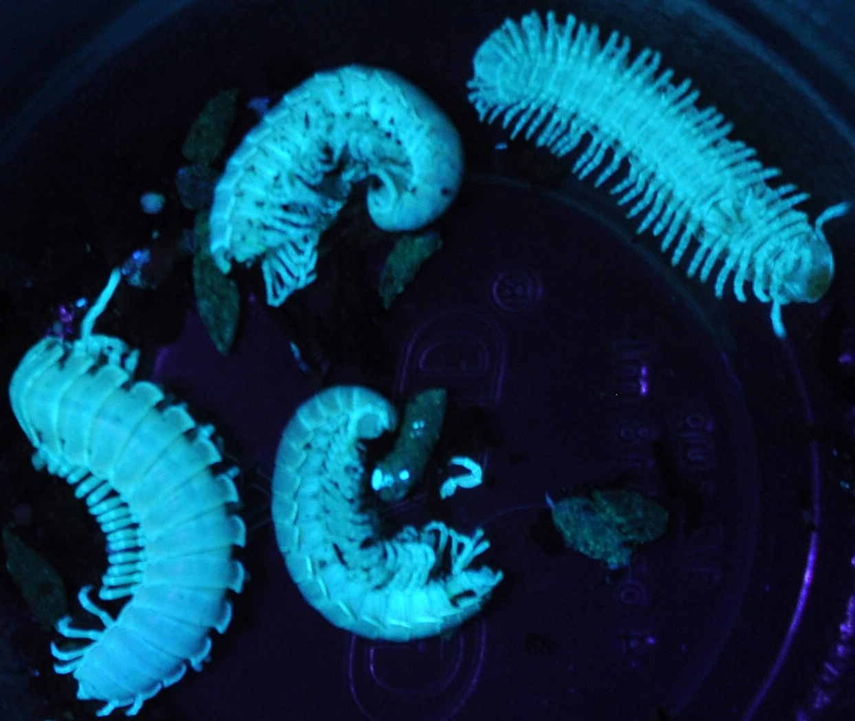 The Alcatraz millipedes, fluorescing under the black lights.