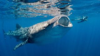 An underwater photo of a whale shark swims next to a person in Isla Mujeres, Mexico