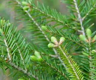 Young branches on balsam fir tree