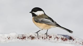 Black-capped Chickadee