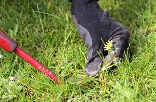 A handheld weeding tool removing a dandelion from a lawn