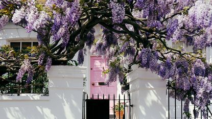 Wisteria growing up and around a pink front door on a Notting Hill home