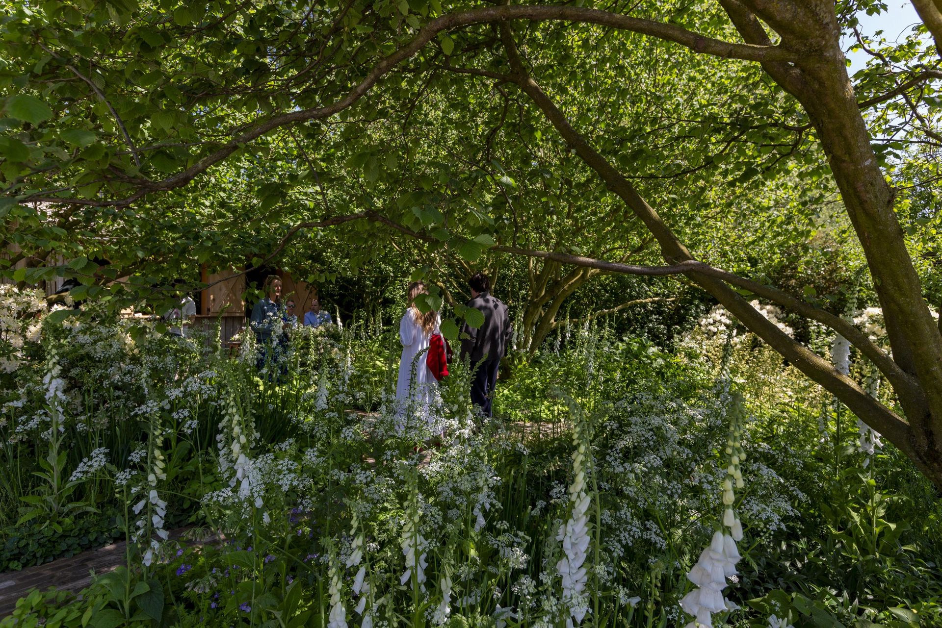 Stuart Medhurst Rhs The creation of Tom Stuart-Smith's showstopping garden at RHS Chelsea ...
