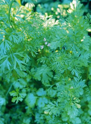 how to grow cilantro: flourishes with the right care