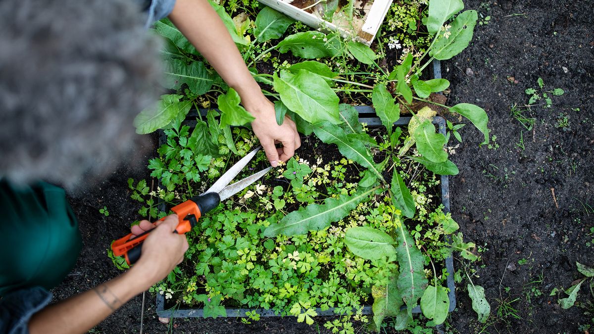 Can you use vinegar as weed killer