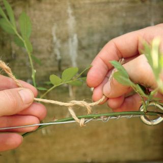 plants branch tieing to aluminium wire with thread