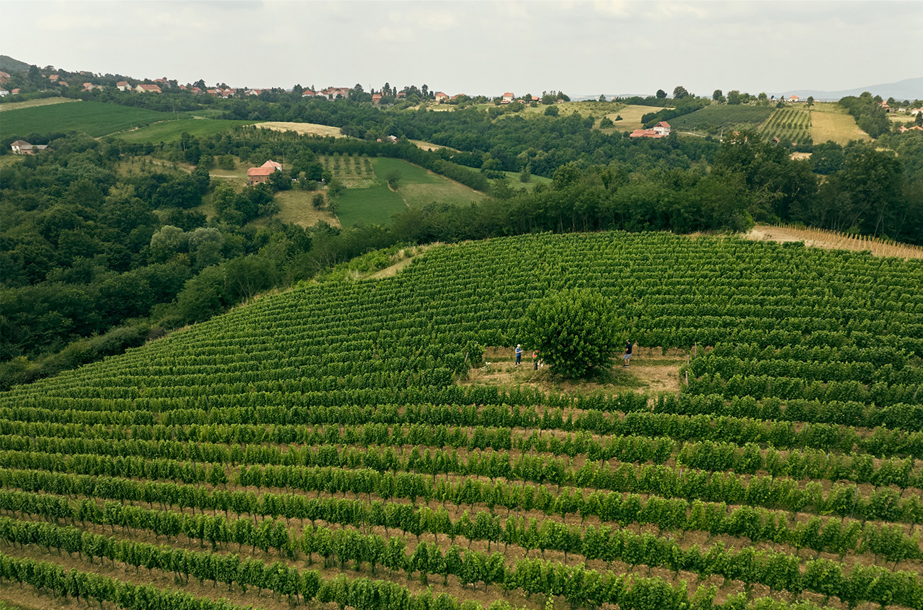 Vineyards in &amp;Scaron;umadija, central Serbia