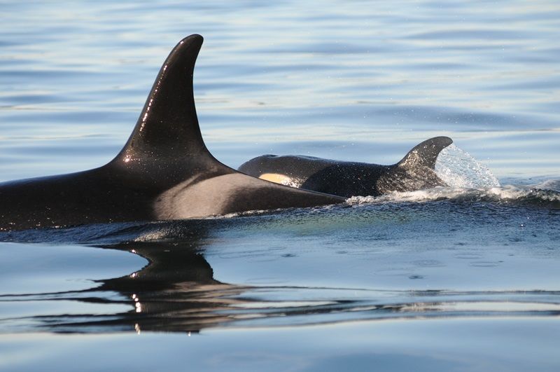 The new baby orca swims alongside its presumed mother.