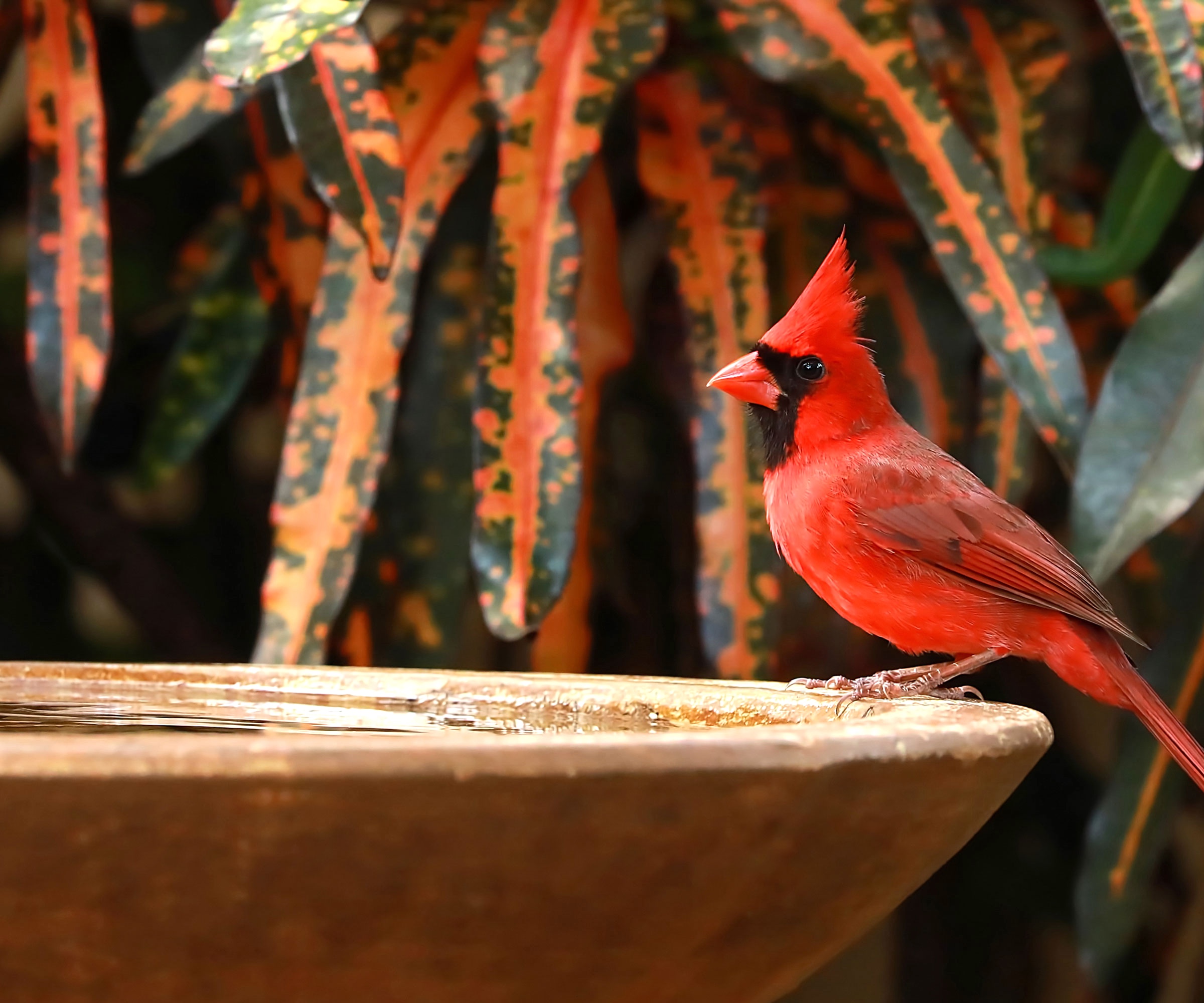 cardinal standing on bird bath near croton plants