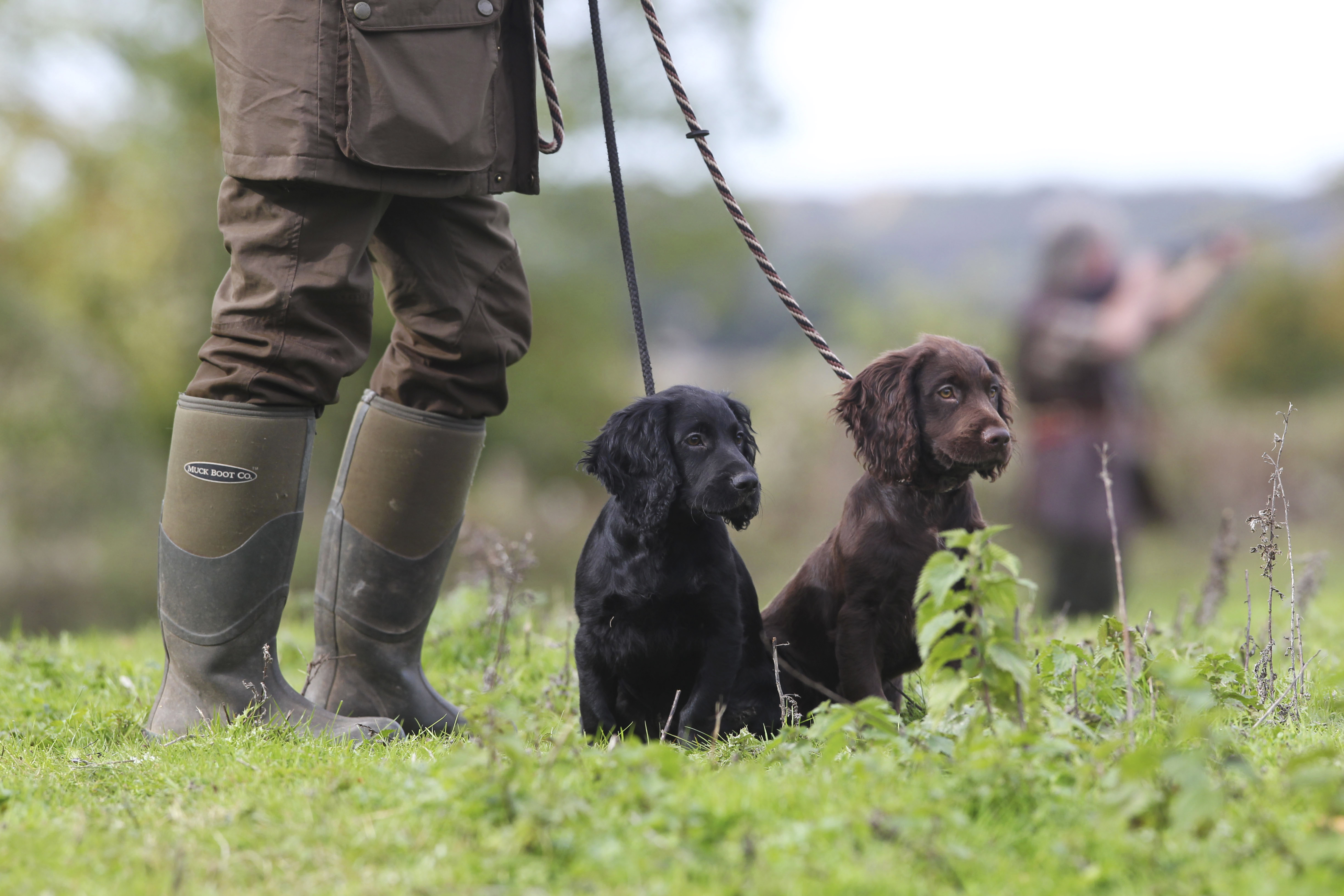 Two young working Cocker spaniels, one black and one brown, sitting attentively beside a handler in wellington boots.