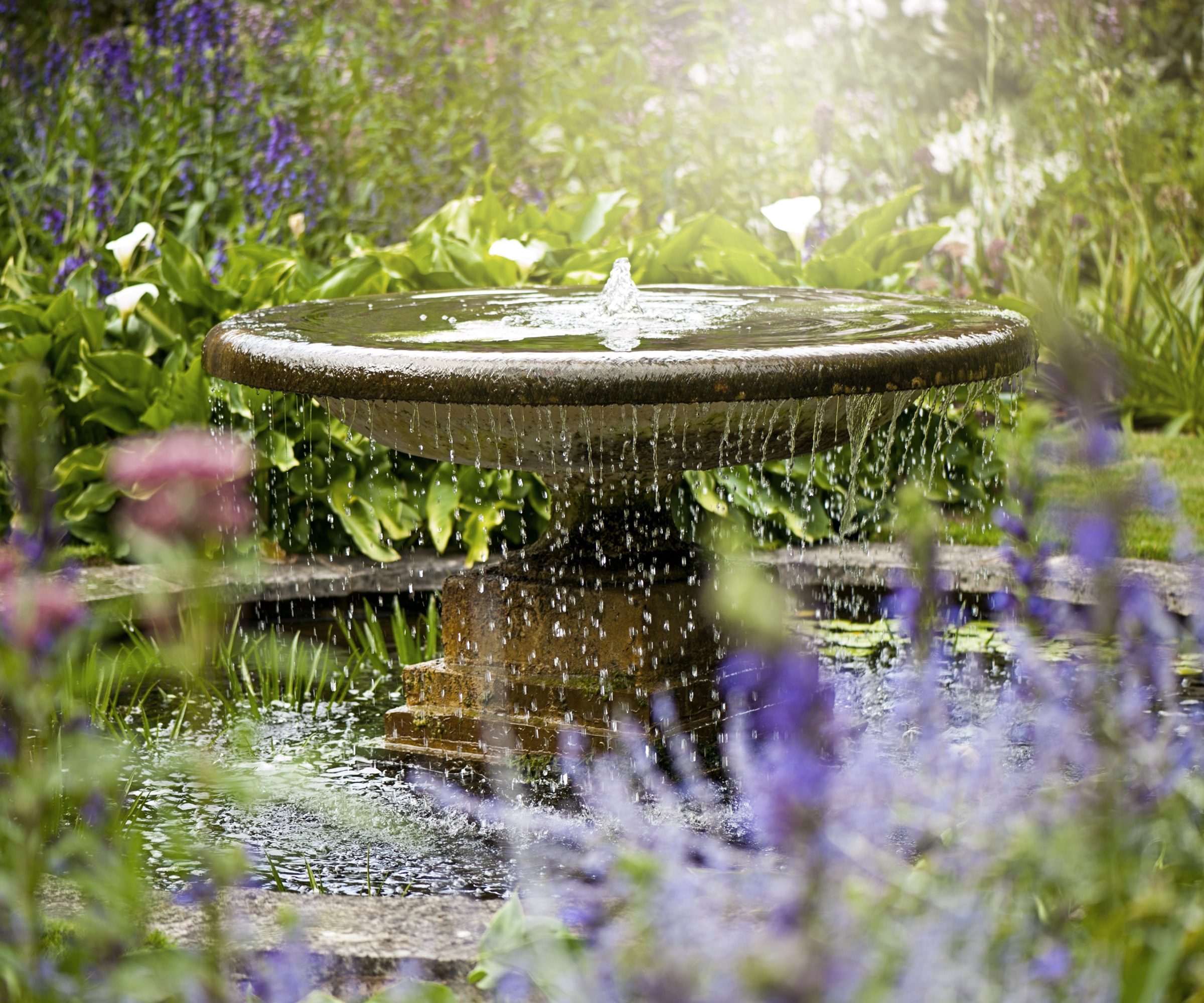 Water feature, urn, pond, salvia