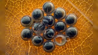 A cluster of shield bug eggs parasitised by the wasp Trissolcus semistriatus, with one adult emerged and others developing inside the unopened eggs. Photographed in Solingen, Germany