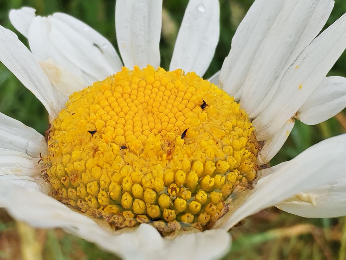 Honor 400 Pro sample images