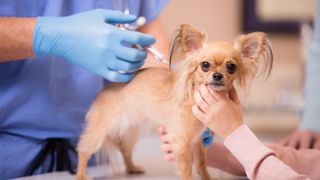 Chihuahua getting vaccine