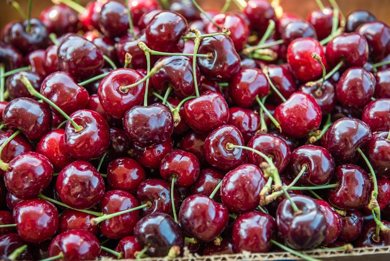 Pile Of Dark Red Sonata Cherries