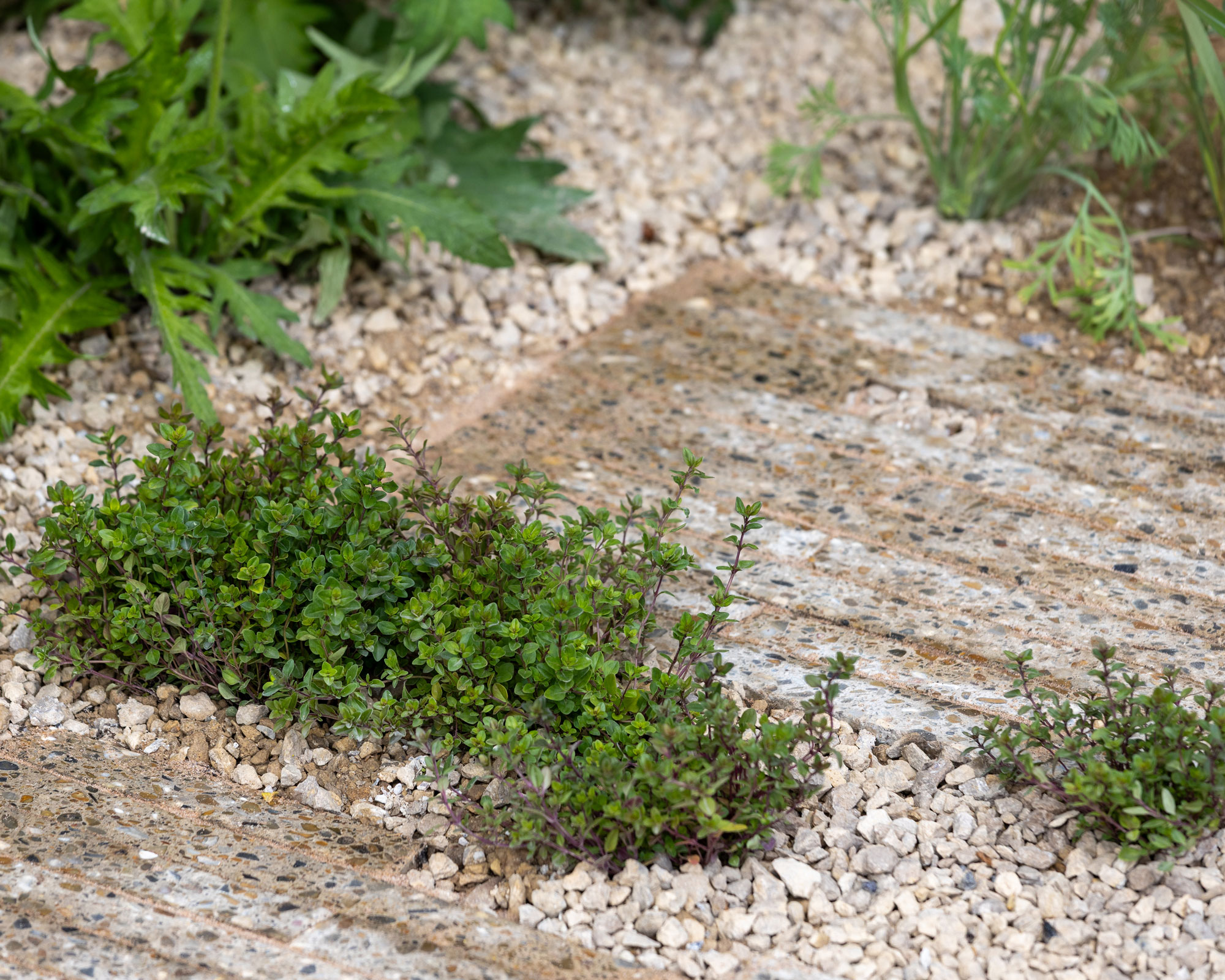 creeping thyme planted in a bed of gravel and recycled stone as part of a drought tolerant planting design