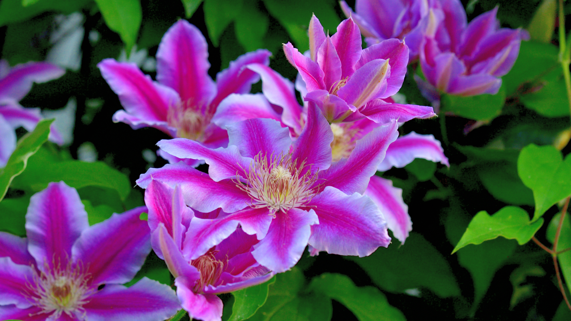pink clematis vine in sunny garden