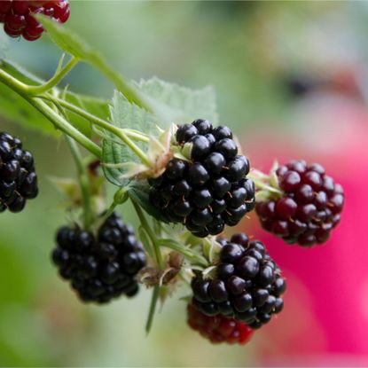 Blackberries growing on blackberry bush