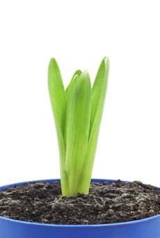 Potted Hyacinth Flower With No Blooms