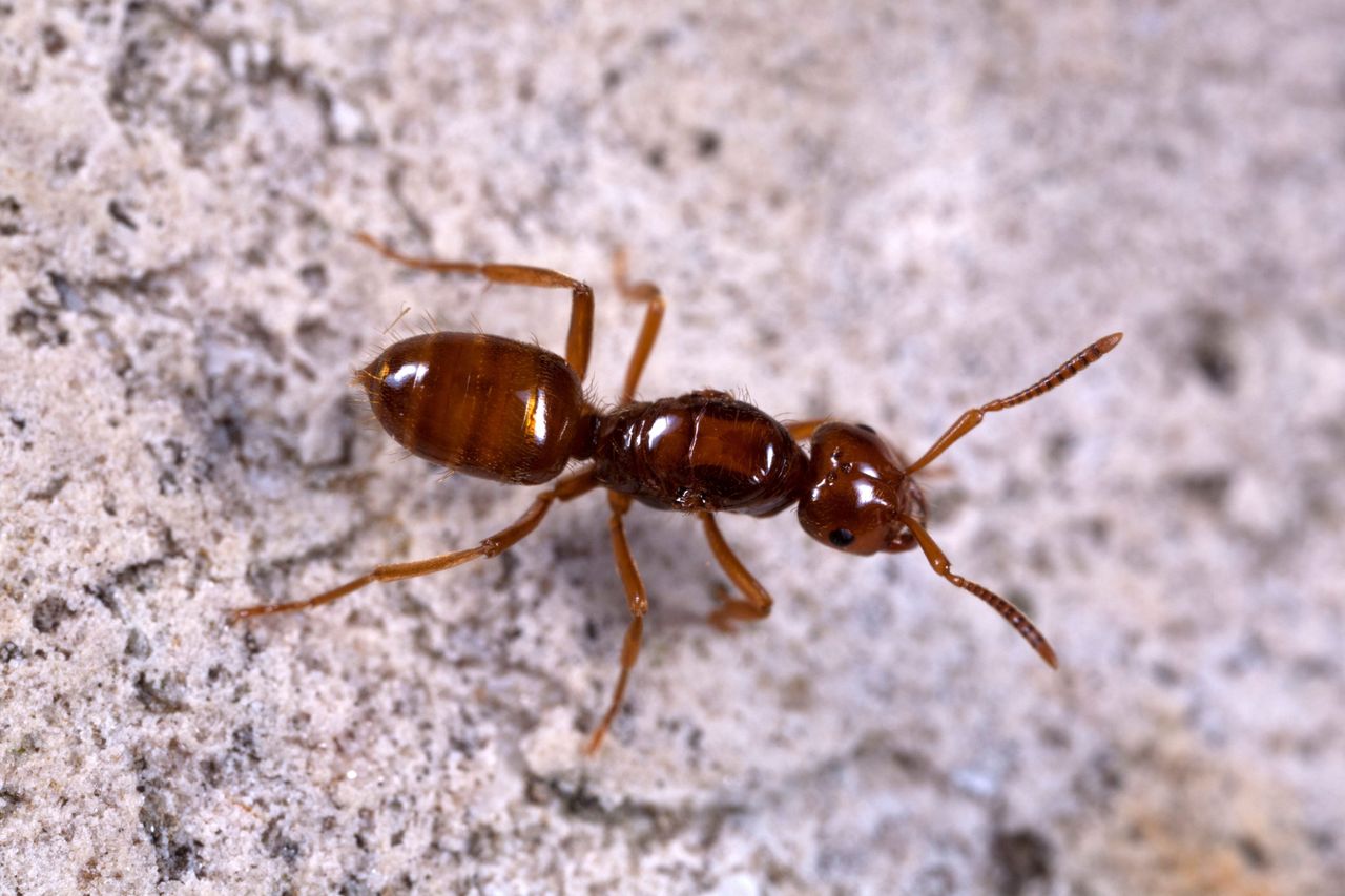 Which way to go? The ants struggled to choose a colony when marching alone.