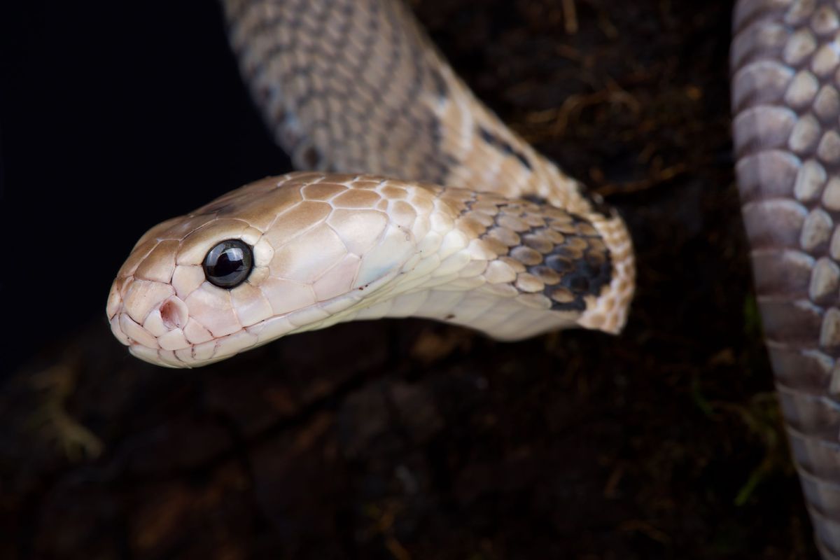 A new study suggests snakes may be the source of the new coronavirus causing an outbreak in China. Above, an image of Naja atra, a type of snake common in southeastern China.