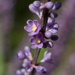  Liriope Muscari aka Big Blue Lily Turf