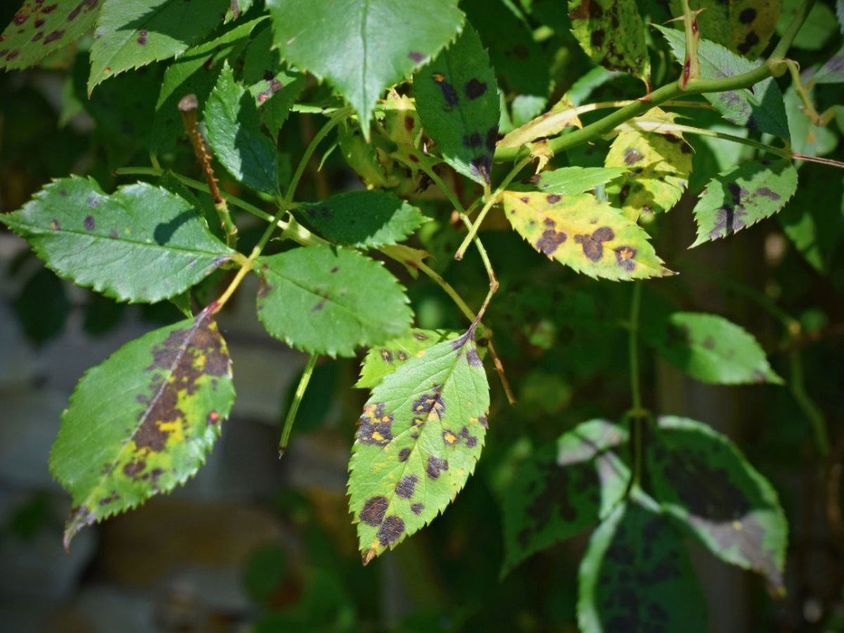Plant Leaf Spots: How To Treat Leaf Spot Fungus | Gardening Know How