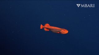 보기 힘든 고래 물고기는 캘리포니아 몬터레이 만 해안에서 2013미터(6,600피트) 깊이에서 목격되었습니다.